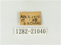燕灰蝶藏品圖，第3張