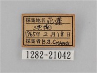 切翅眉眼蝶藏品圖，第3張