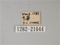 細邊琉灰蝶藏品圖，第3張