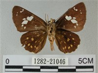 小星弄蝶藏品圖，第2張