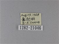 小星弄蝶藏品圖，第3張