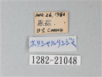 細邊琉灰蝶藏品圖，第3張
