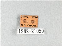 橙翅傘弄蝶藏品圖，第3張