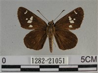 白斑弄蝶藏品圖，第1張