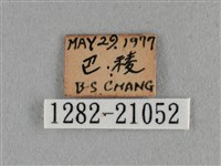 臺灣榿翠灰蝶藏品圖，第3張