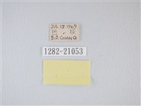靛色琉灰蝶藏品圖，第3張