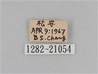 江崎波眼蝶藏品圖，第3張