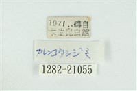 白腹青灰蝶藏品圖，第3張
