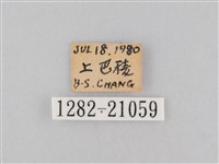 大波眼蝶藏品圖，第3張