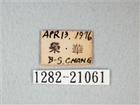 細邊琉灰蝶藏品圖，第3張