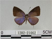 雅波灰蝶藏品圖，第1張