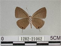 雅波灰蝶藏品圖，第2張