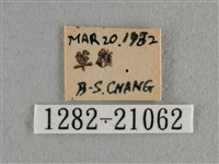 雅波灰蝶藏品圖，第3張