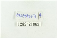 堇彩燕灰蝶藏品圖，第3張