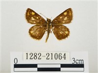 小黃星弄蝶藏品圖，第1張