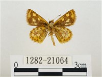 小黃星弄蝶藏品圖，第2張