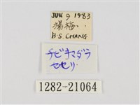 小黃星弄蝶藏品圖，第3張