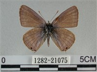 豆波灰蝶藏品圖，第1張