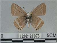 豆波灰蝶藏品圖，第2張