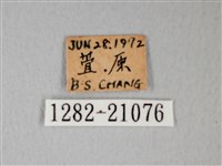 細邊琉灰蝶藏品圖，第3張