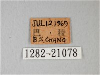 細邊琉灰蝶藏品圖，第3張