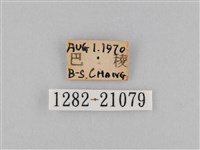 褐翅蔭眼蝶藏品圖，第3張