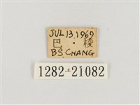 淺色眉眼蝶藏品圖，第3張