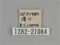 白斑弄蝶藏品圖，第3張