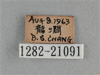 紫日灰蝶藏品圖，第3張