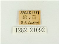 玳灰蝶藏品圖，第3張