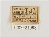 淺色眉眼蝶藏品圖，第3張
