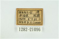 白腹青灰蝶藏品圖，第3張