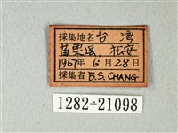 琉璃灰蝶藏品圖，第3張
