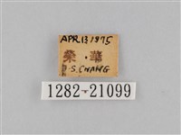 褐翅蔭眼蝶藏品圖，第3張