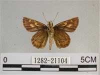 黃星弄蝶藏品圖，第2張