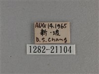 黃星弄蝶藏品圖，第3張