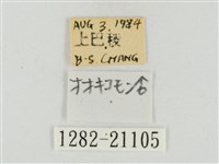 大流星弄蝶藏品圖，第3張
