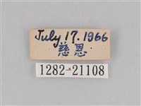 深山黛眼蝶藏品圖，第3張