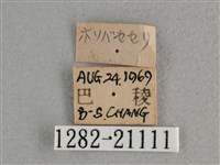 白斑弄蝶藏品圖，第3張
