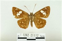 魑魅星弄蝶藏品圖，第1張