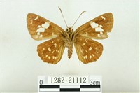 魑魅星弄蝶藏品圖，第2張