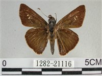 尖翅褐弄蝶藏品圖，第1張