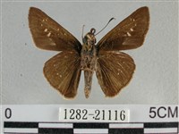 尖翅褐弄蝶藏品圖，第2張