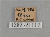 臺灣榿翠灰蝶藏品圖，第3張