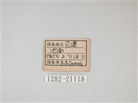 靛色琉灰蝶藏品圖，第3張