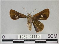 臺灣赭弄蝶藏品圖，第2張