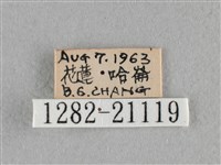 臺灣赭弄蝶藏品圖，第3張