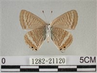 豆波灰蝶藏品圖，第2張