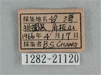 豆波灰蝶藏品圖，第3張