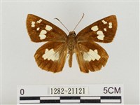 薑弄蝶藏品圖，第1張